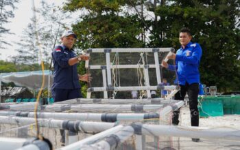 Upaya PT Timah Jaga Ekosistem Laut, Ribuan Terumbu Buatan hingga Atraktor Cumi Ditenggelamkan